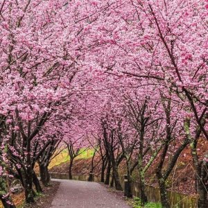 Sakura – MeadowGrowerSeeds